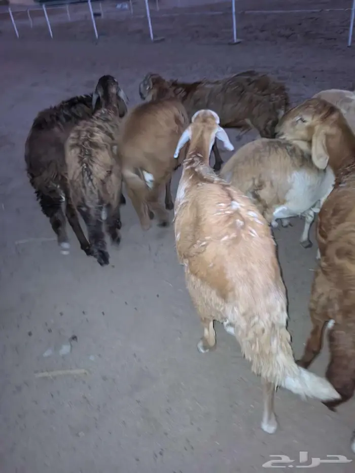 طليان سواكني تربية اكثر من 4 شهور مقفلة . الغولاء 7