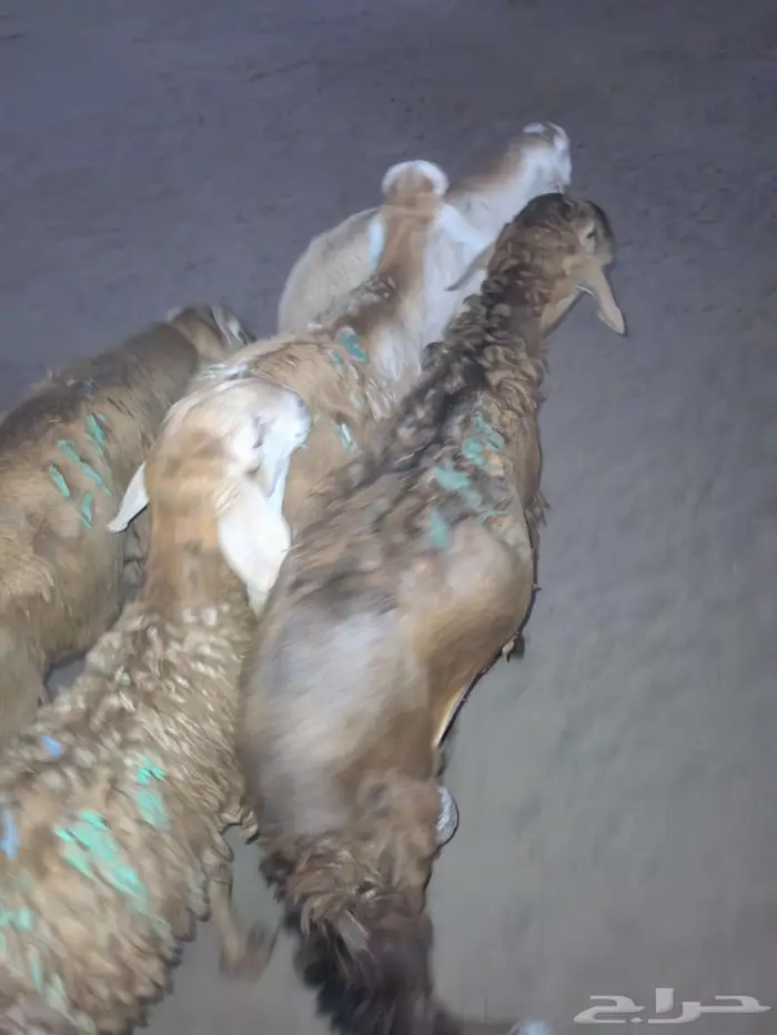 طليان سواكني تربية مقفلة شجم ولحم 0