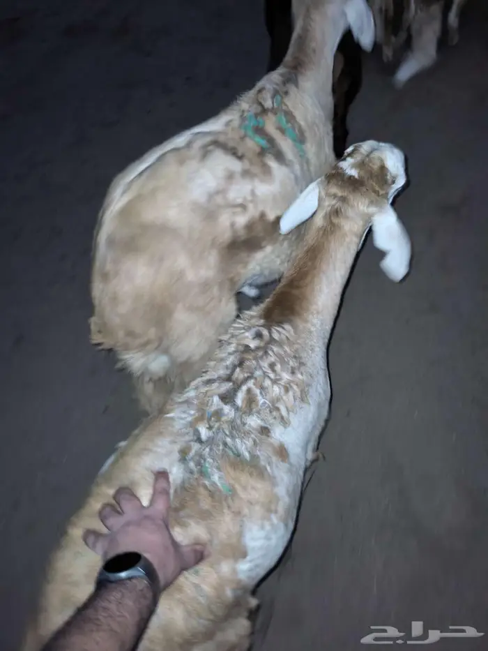 طليان سواكني تربية مقفلة شجم ولحم 2