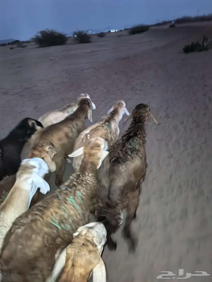 طليان سواكني تربية مقفلة شجم ولحم 5