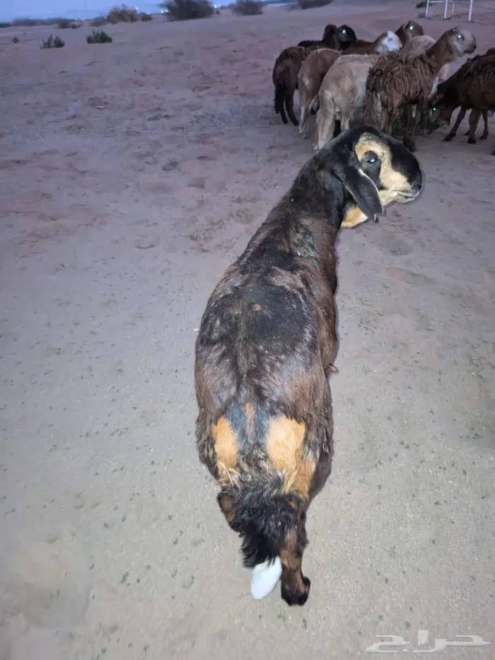 طليان سواكني تربية مقفلة شجم ولحم 4