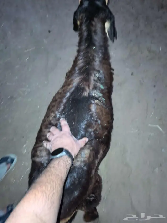 طليان سواكني تربية مقفلة شجم ولحم 7