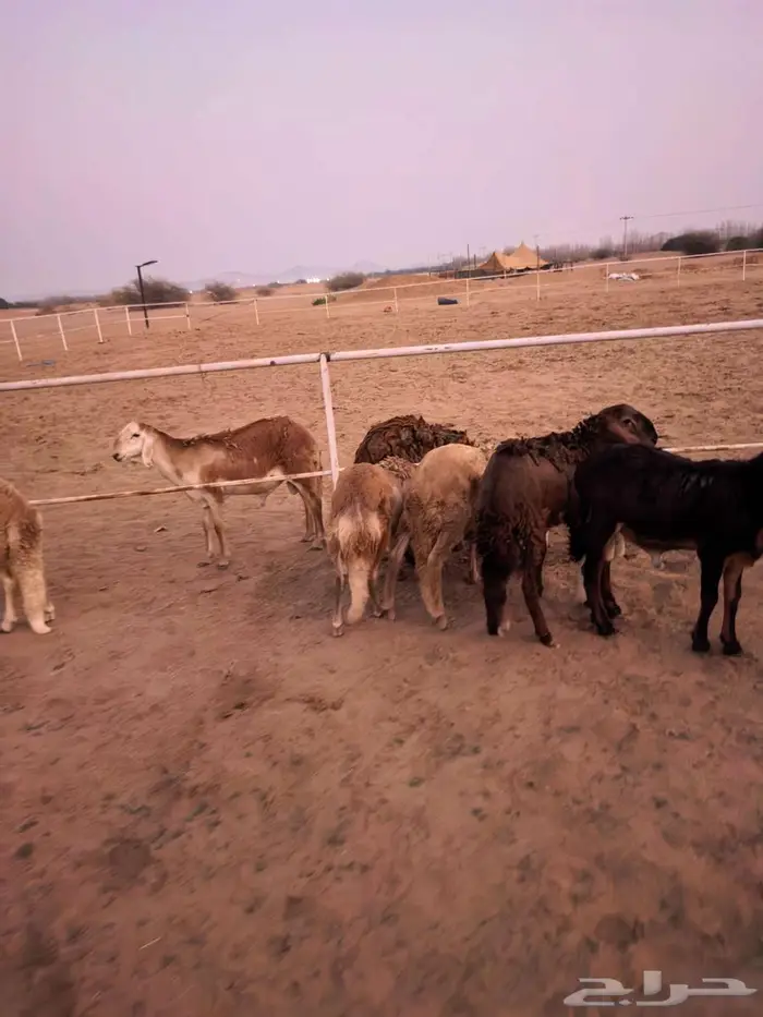 طليان سواكني تربية مقفلة شجم ولحم 11