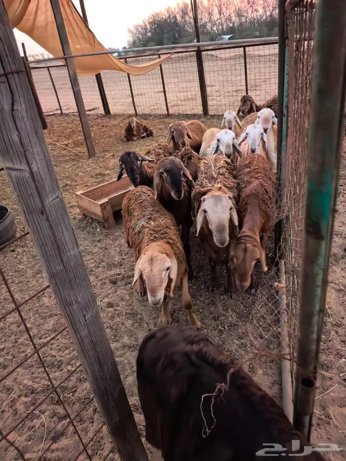 طليان سواكني تربية مقفلة شجم ولحم 13