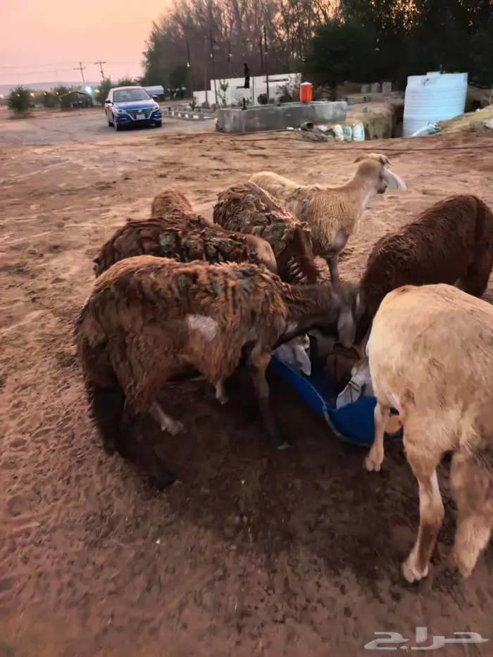 طليان سواكني تربية اكثر من 4 شهور مقفلة . الغولاء 13