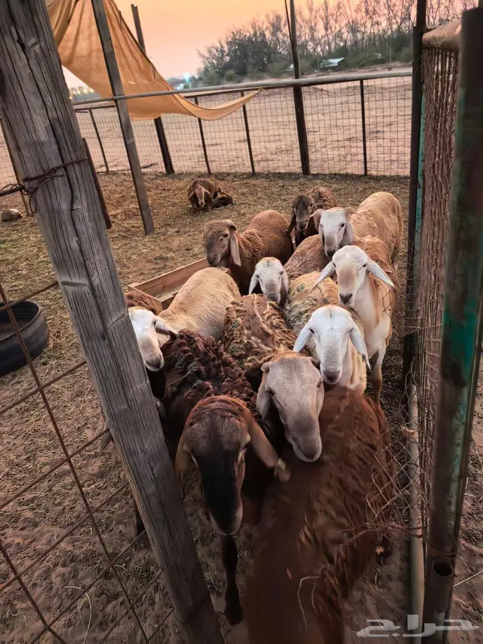 طليان سواكني تربية اكثر من 4 شهور مقفلة . الغولاء 12