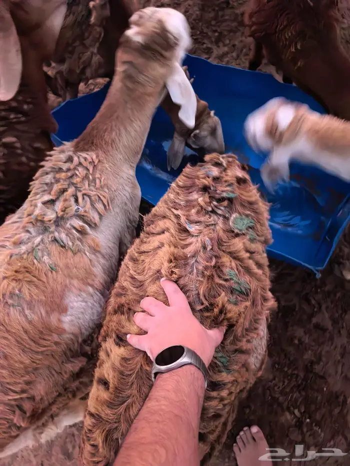 طليان سواكني تربية اكثر من 4 شهور مقفلة . الغولاء 9