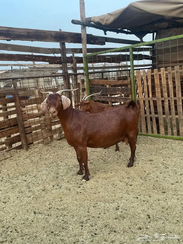 جفار محايلية أمهم كلهارية 0