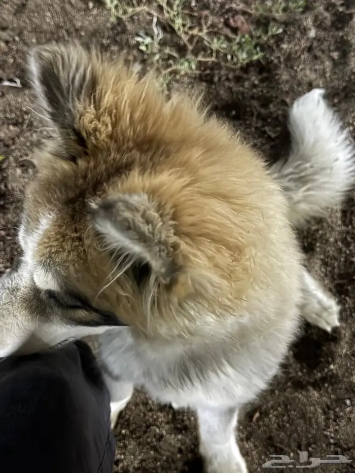 جرو هاسكي مفقود. 1