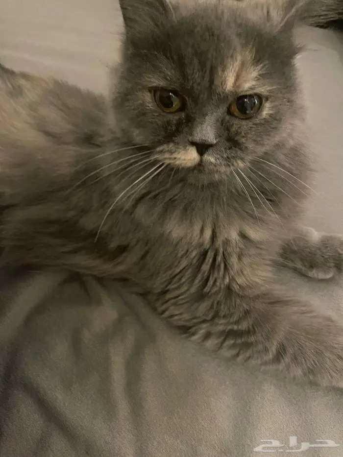 قطه للتبني 5