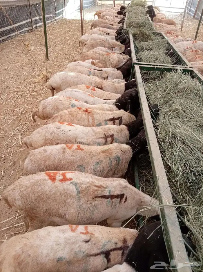 تيوس وبربري صوماليه للجمله جدعان ومربي 0