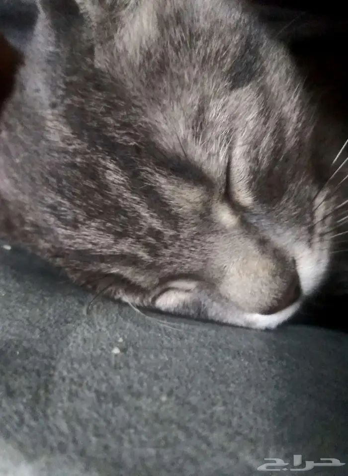 قطه لتبني عمرها 5 شهور 0