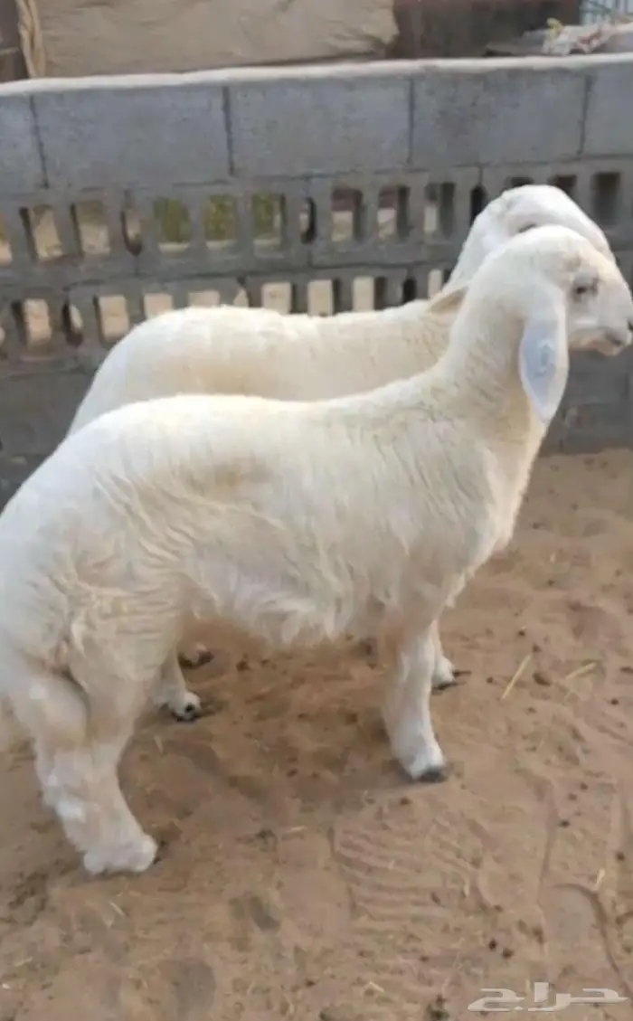 ذبايح على تابي او تمارا حري نعيمي بلدي شرط 4