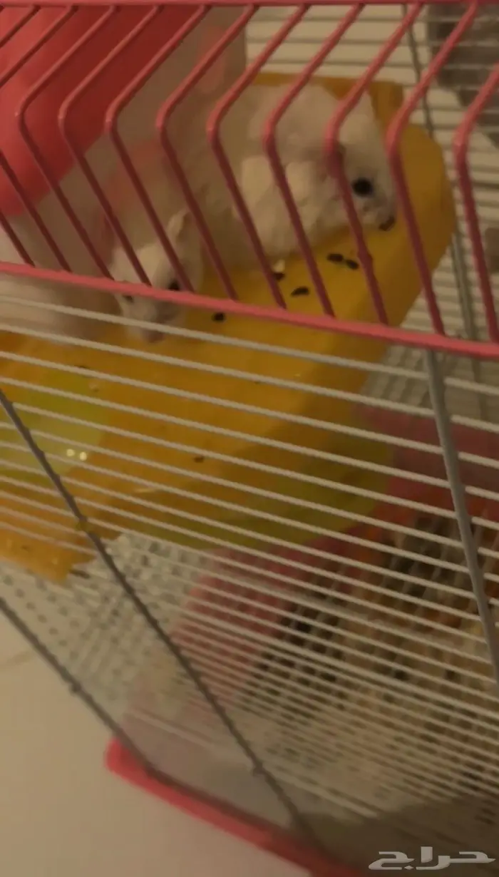 هامستر للبيع 0