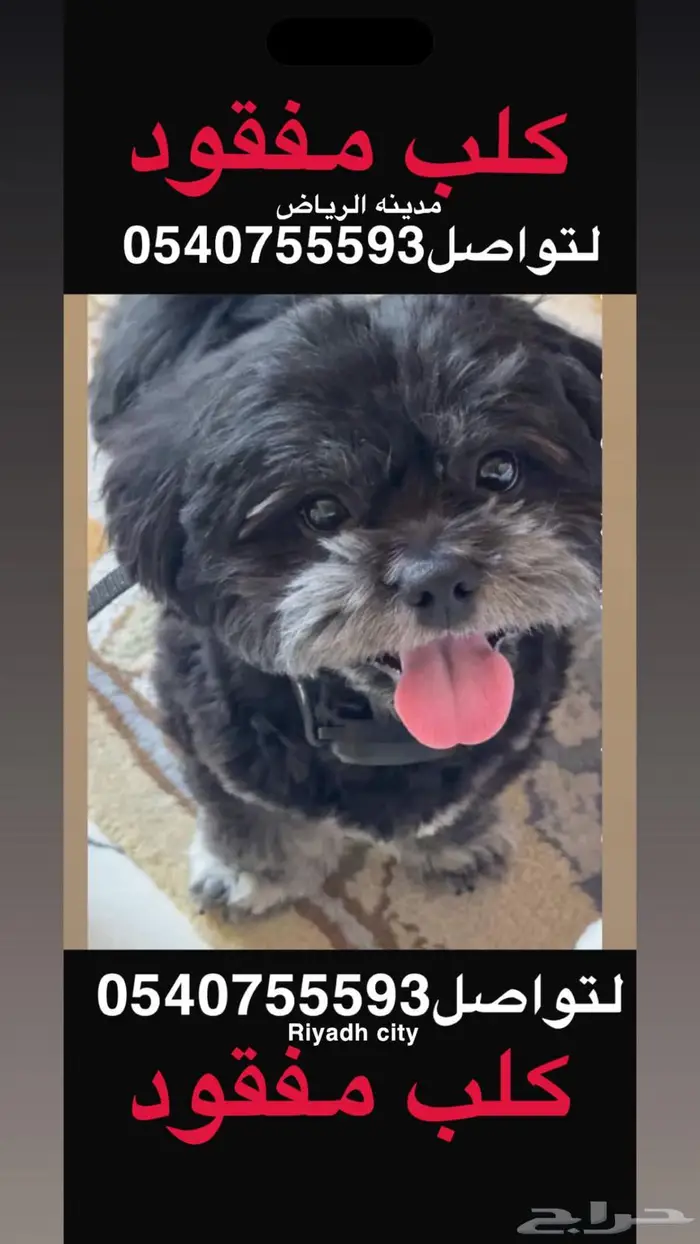 كلب فقد بتاريخ 2025 25 11 0