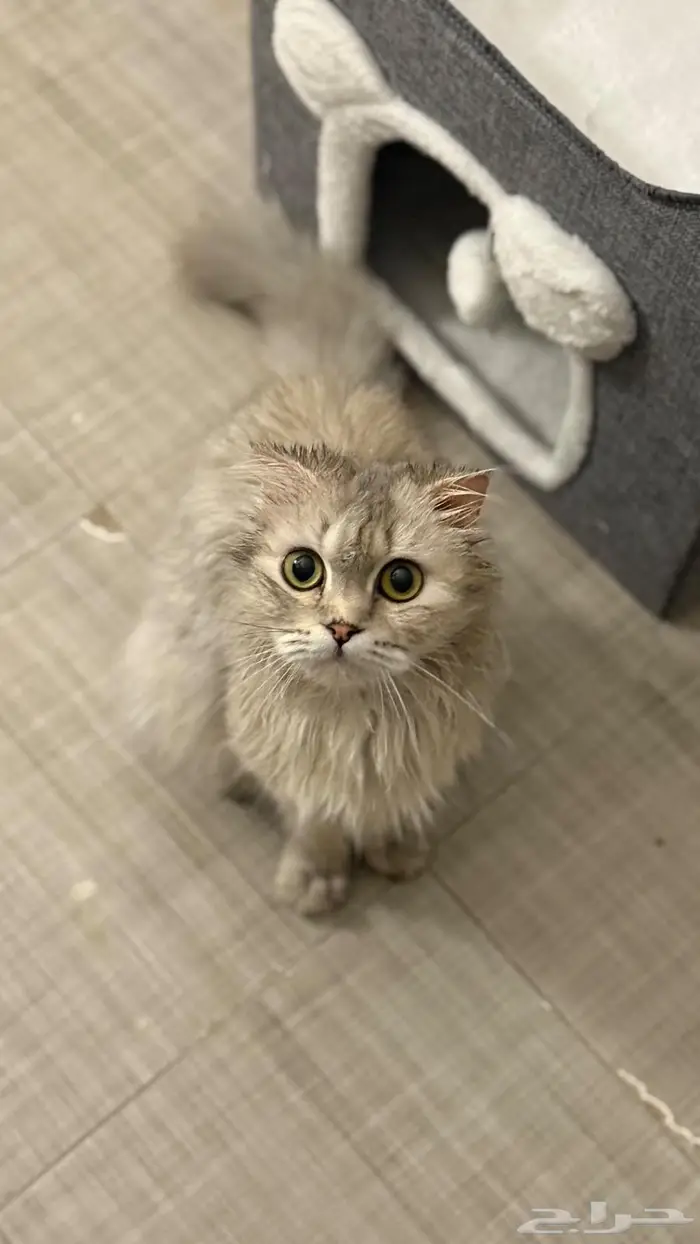 قطة سكوتش مع شيرازي 1