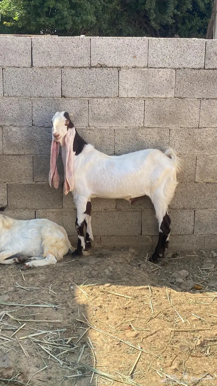 تيس هولندي للبيع 1