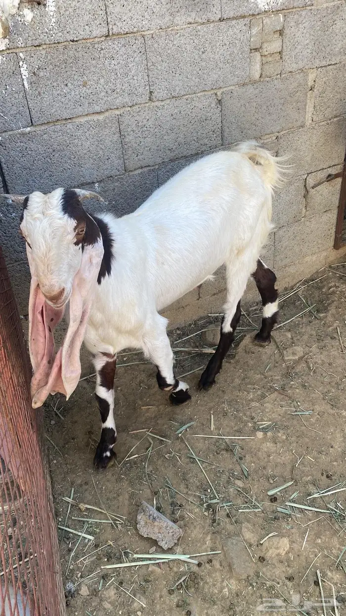 تيس هولندي للبيع 2