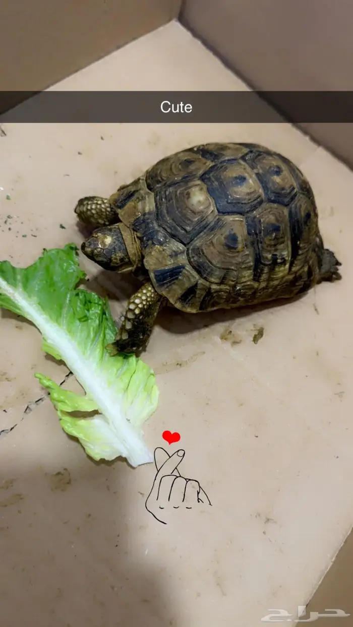 سلحفاه للبيع 0