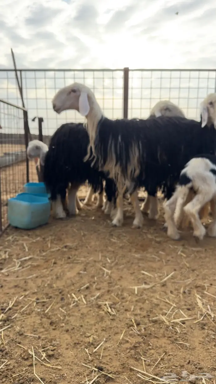 غنم نجد طيبه صننف ومعرفه 3