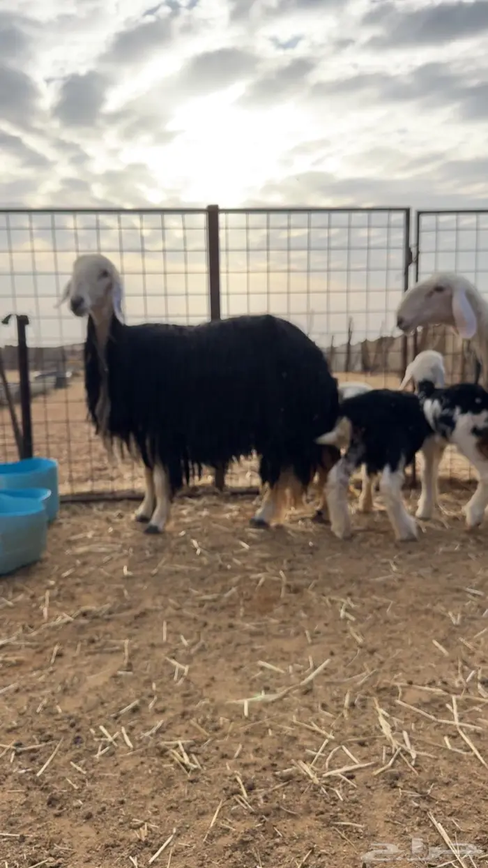 غنم نجد طيبه صننف ومعرفه 2