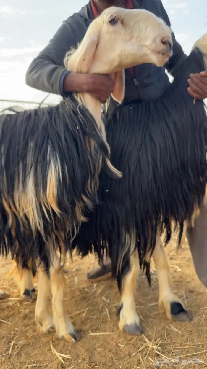 غنم نجد طيبه صننف ومعرفه 6