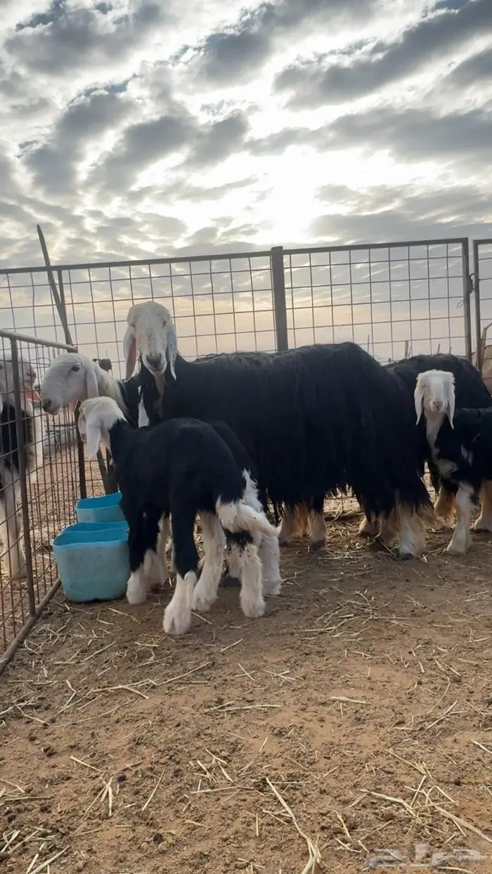 غنم نجد طيبه صننف ومعرفه 5