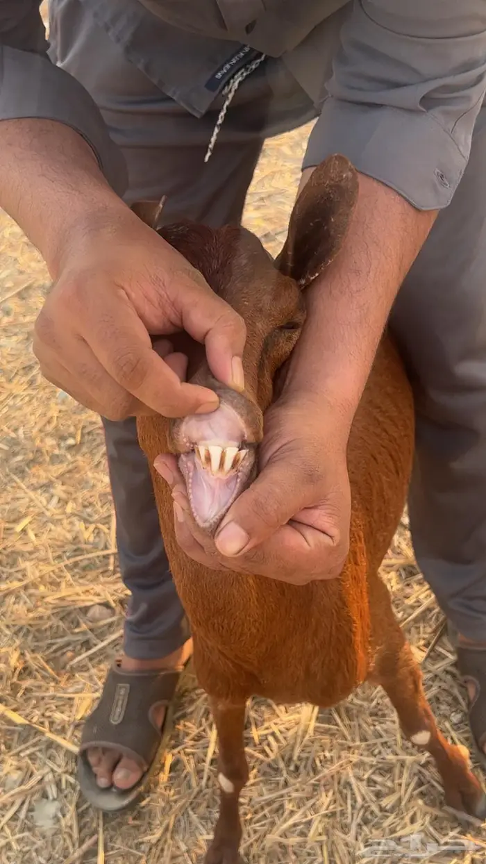 معزا دهم حمر للبيع عدد (25) راس من 285 0