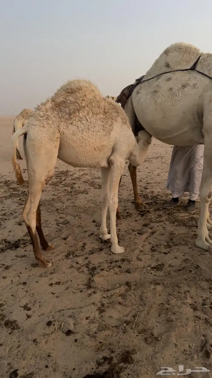 بكرة طيبة وسمين 0