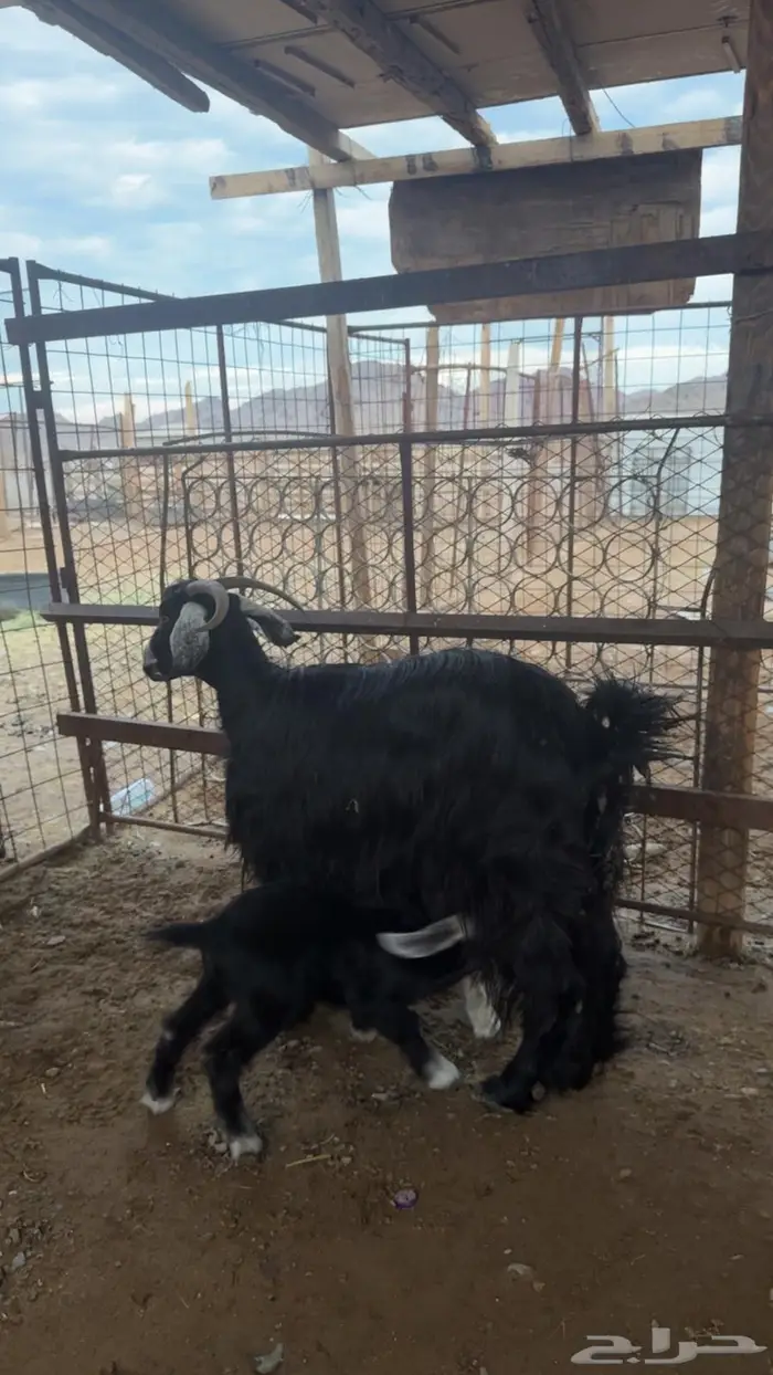 عنز متوم تحتها تيوس 2