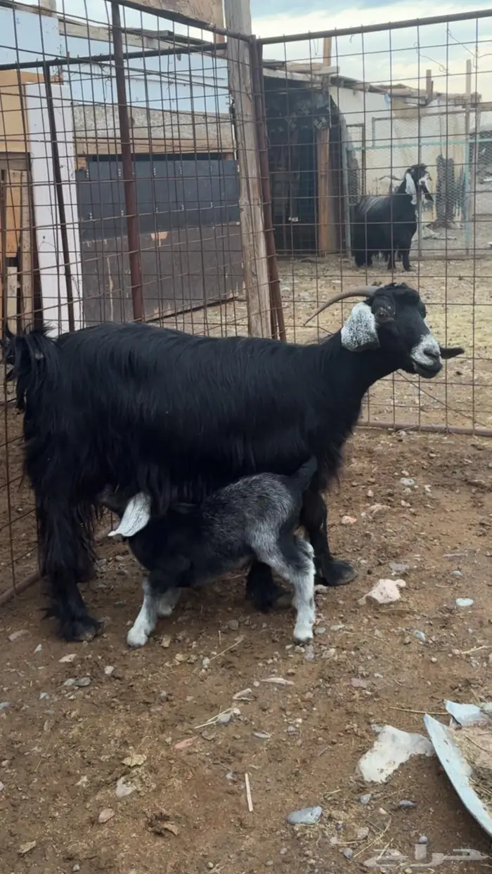 عنز متوم تحتها تيوس 0