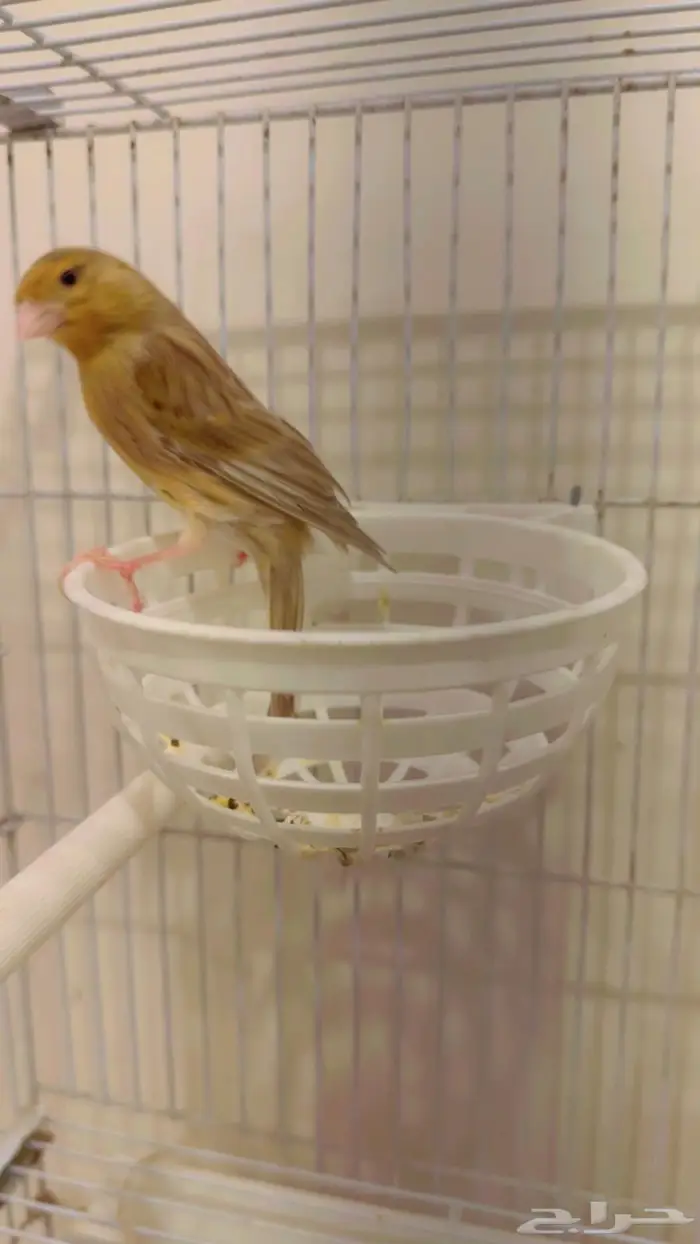للبيع انثى كناري بكريه باضت بدون ذكر 0