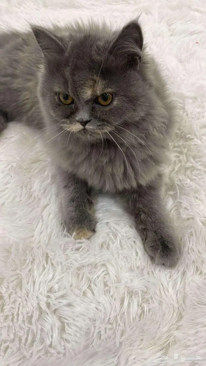 قطه للتبني 3