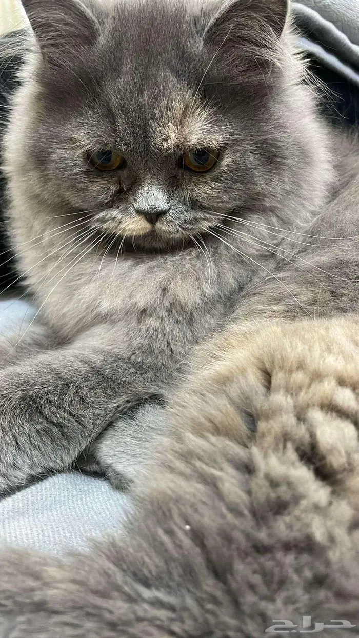 قطه للتبني 1