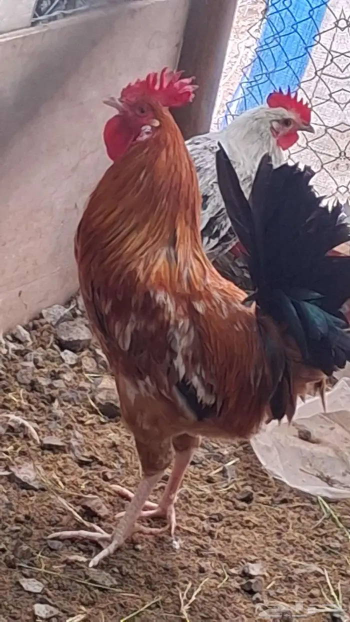 ديوك بلدي اصيل افرق 0