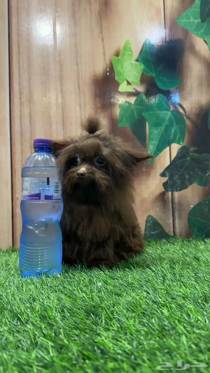 بودل تك اب انثى 1