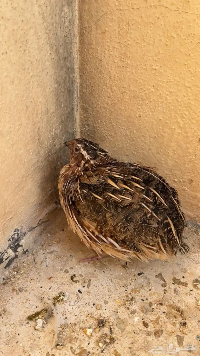 طيور فري سمان 4