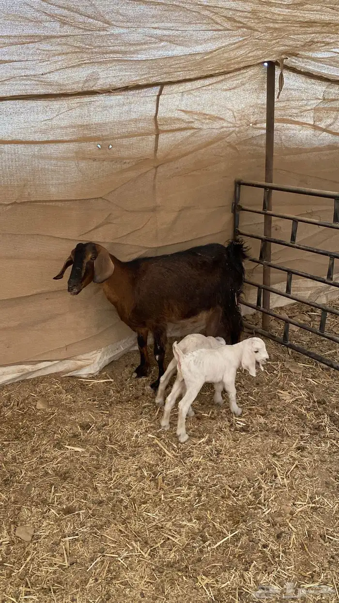 للبيع عنز متبع ب 2 2