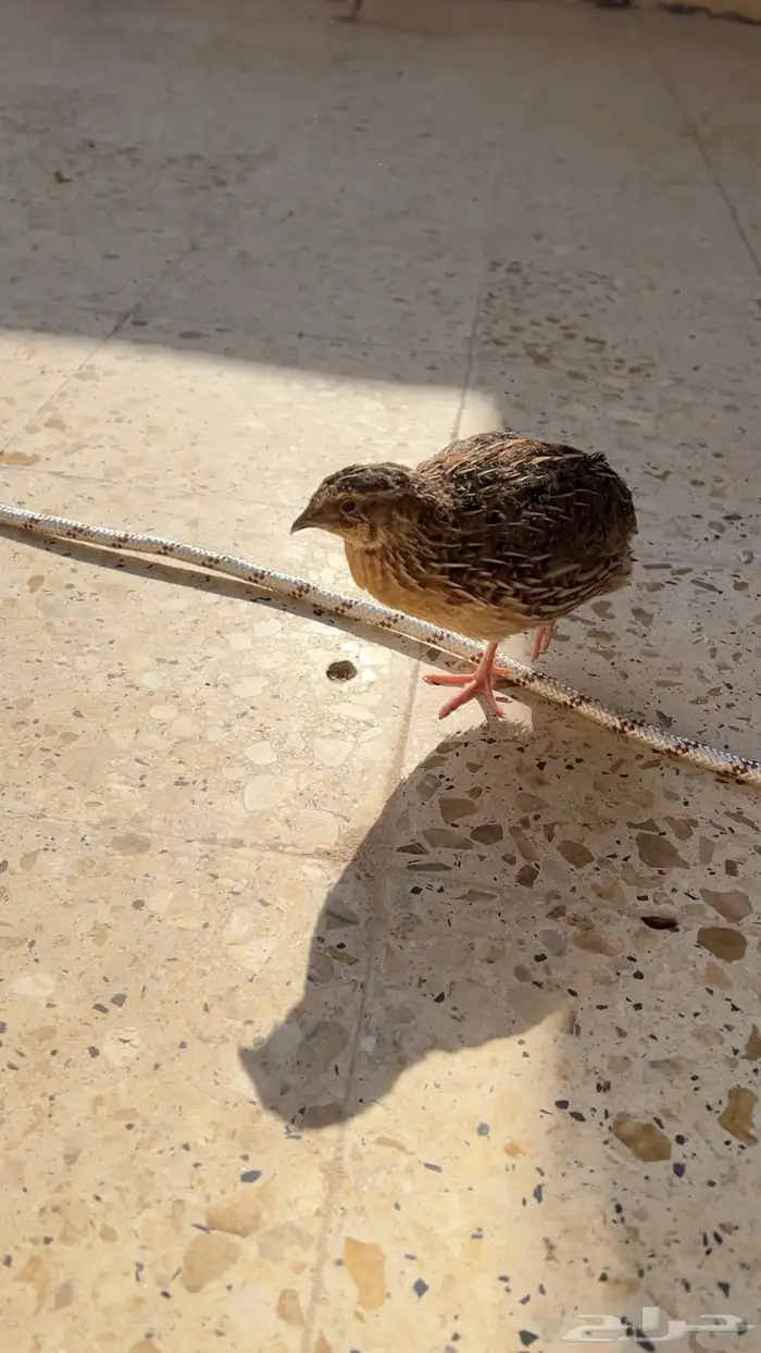 طيور فري سمان 2