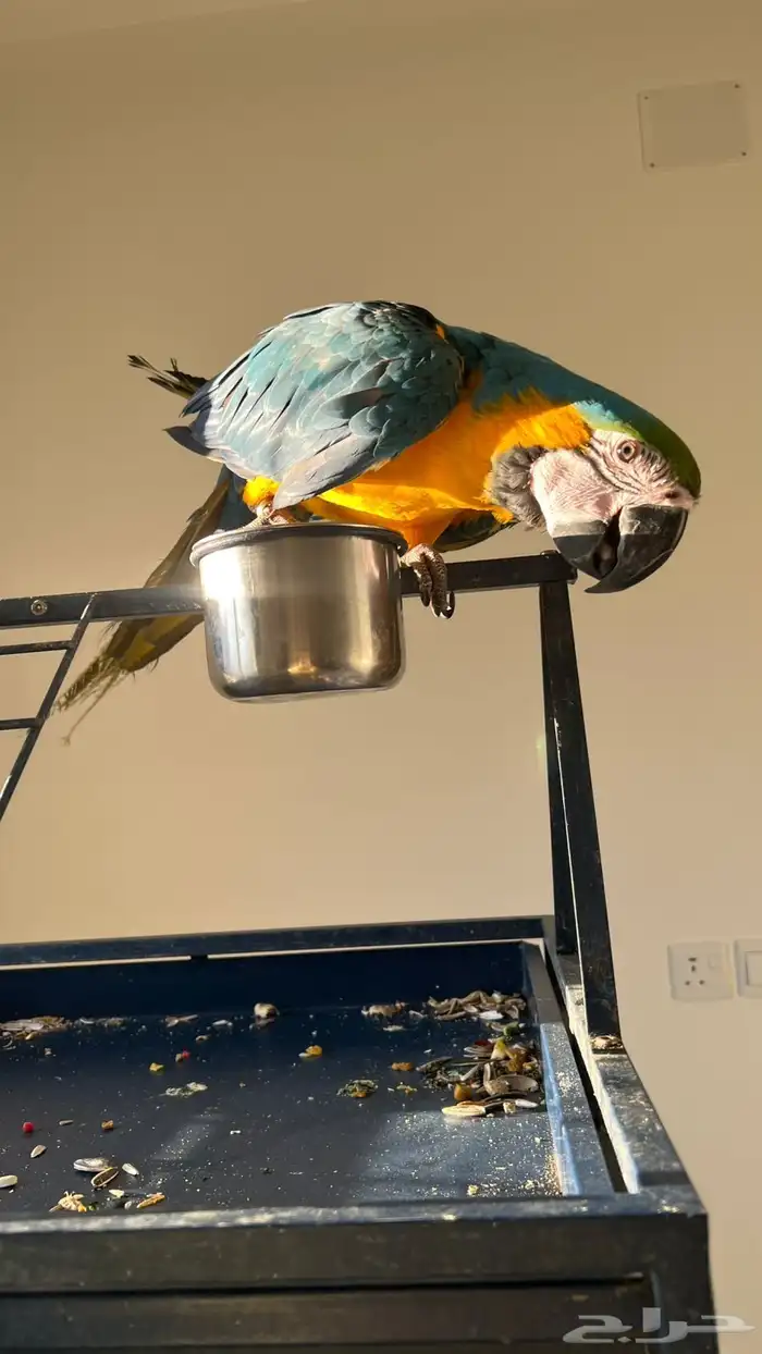 ببغاء مكاو متكلم وهدد داخلي 2