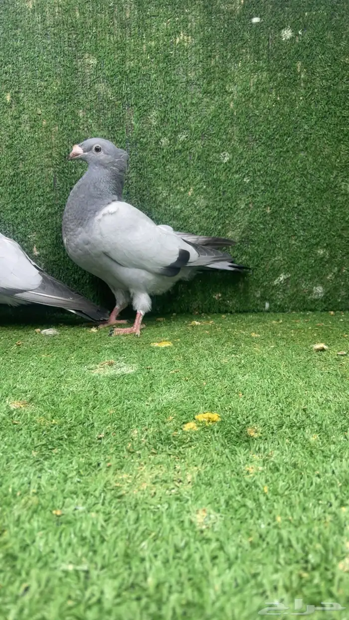 فحل زاجل بارلس مع انتاجه 0