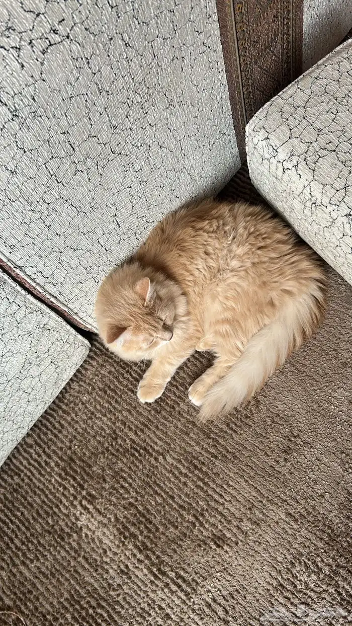 قط شيرازي للبيع 1