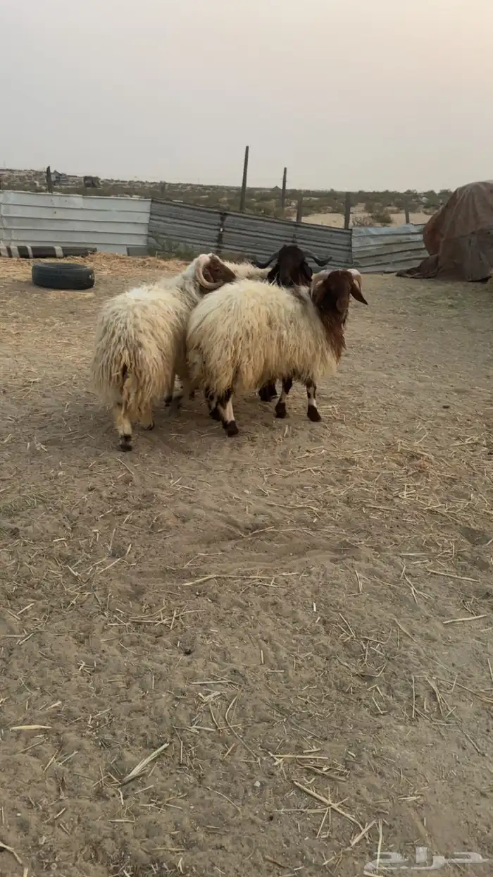 خرفان جذعان فاخرة فل الفل 0