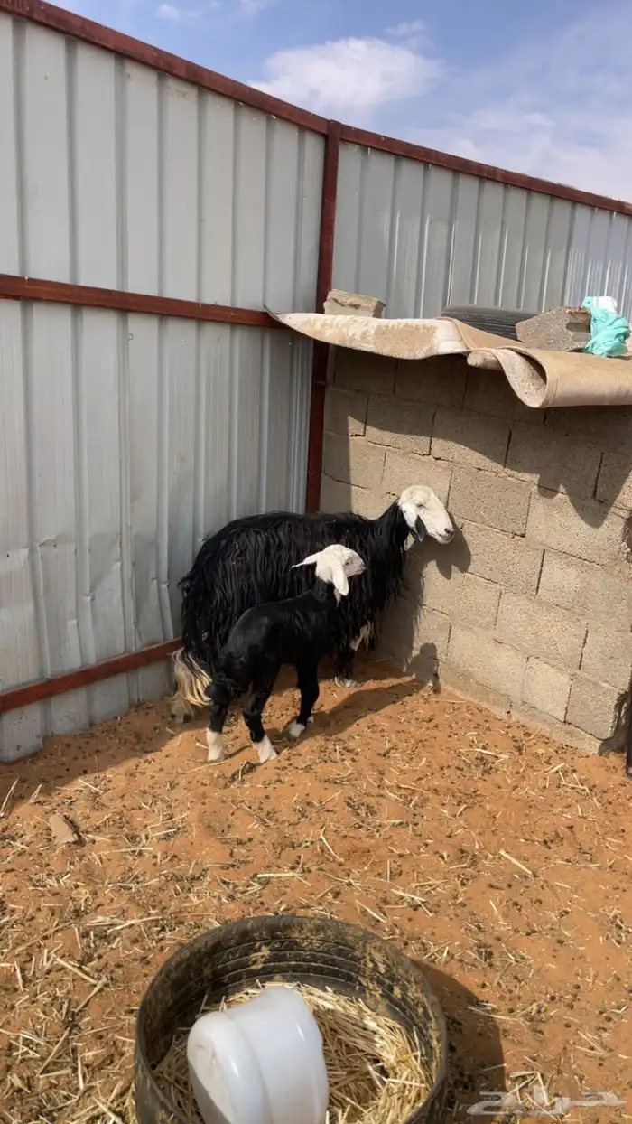 نجد نجديات خلفات اشباب 2