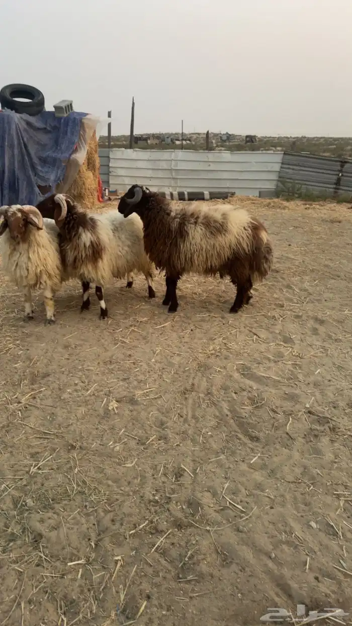 خرفان جذعان فاخرة فل الفل 1