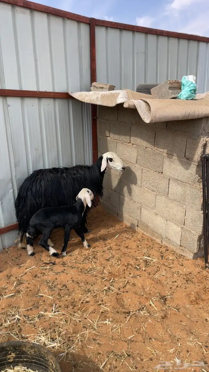 نجد نجديات خلفات اشباب 0