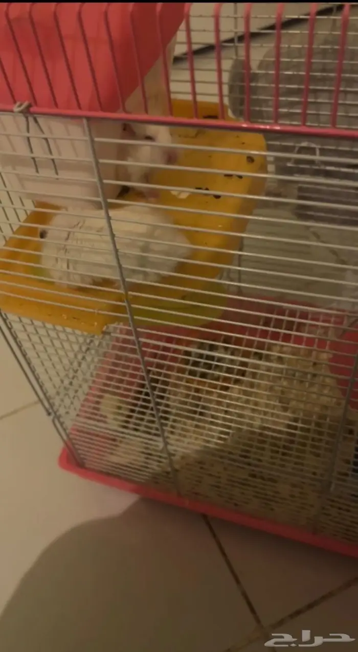 هامستر للبيع 1