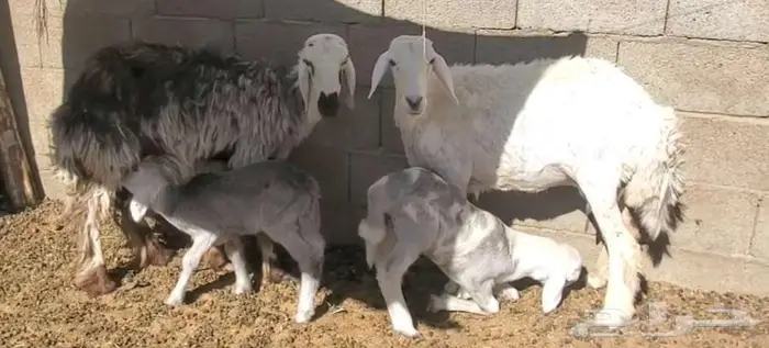 نعجتين حريات ثنايا ولد 0