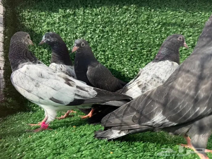 طبات باكستاني 8