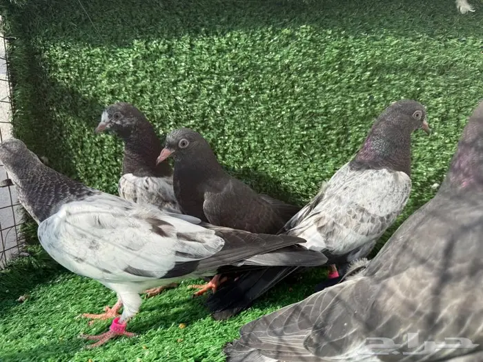 طبات باكستاني 7